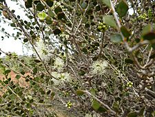 Melaleuca lateriflora (leaves, flowers, fruits)