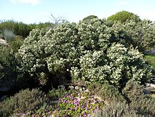 Melaleuca ordinifolia (habit)