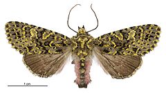 Meterana pictula female.jpg