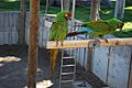 Military macaws 0212
