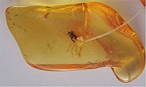 Mosquito in amber