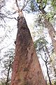 Mountain Ash (Eucalyptus regnans) reach for the sky on Kalatha Walk