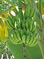 Musa-sp3.1
