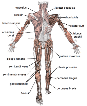 Muscle posterior labeled