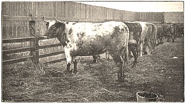 NSW cattle at Deptford Market