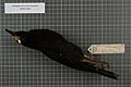 Naturalis Biodiversity Center - RMNH.AVES.140676 1 - Paradigalla carunculata carunculata Lesson, 1835 - Paradisaeidae - bird skin specimen