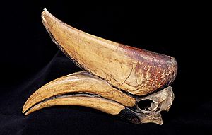 Naturalis Biodiversity Center - ZMA.AVES.34456 - Buceros rhinoceros silvestris Vieillot, 1816 - Bucerotidae - head specimen