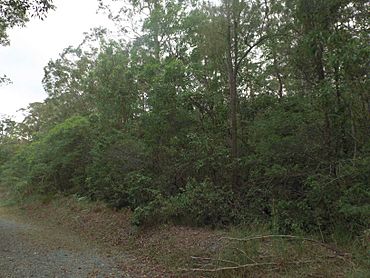 Nerang National Park bush, Maudsland, Queensland.jpg