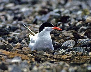 Nesting Antarctic tern