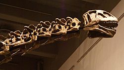 Nuoerosaurus chaganensis head