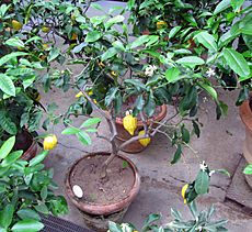Orto botanico, fi, serra fredda, citrus limonimedica florentina (limone cedrato di firenze)