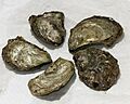 Ostrea Lurida