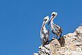 Pelecanus thagus in the Ballestas islands