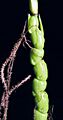 Perennial Teosinte ear (Zea diploperennis) - Detail