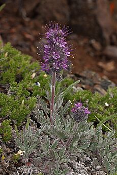 Phacelia sericea 4793