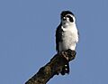 Pied Falconet AMSM5407 PFAL