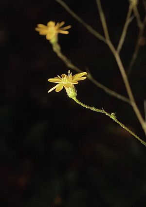 Pityopsis graminifolia.jpg