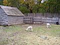 Plimoth Plantation goats