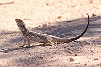Pogona vitticeps (32494027291)