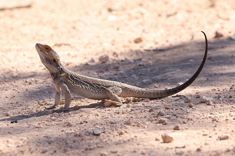 Pogona vitticeps (32494027291)