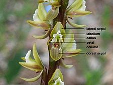 Prasophyllum (labelled 2)