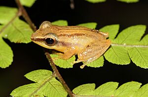 Pseudophilautus tanu.jpg