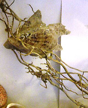 Pteria hirundo in situ