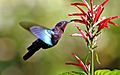 Purple-throated carib hummingbird feeding