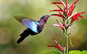 Purple-throated carib hummingbird feeding
