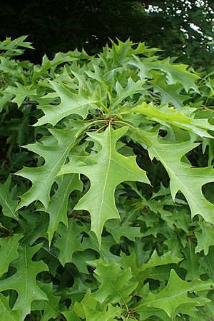 Quercus texana kz04.jpg