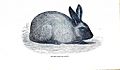Rabbit - No lop Erect ears Upright ears - 1862 London Journal of Horticulture 1024x597
