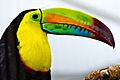 Ramphastos sulfuratus -Smithsonian National Zoological Park, Washington DC, USA -head-8a