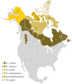 Rangifer tarandus Map NA