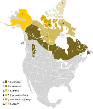 Rangifer tarandus Map NA.svg