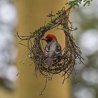 Red-headed weaver (Anaplectes rubriceps) male