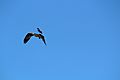Red-winged blackbird versus osprey 4