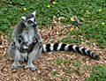 Ring tailed lemur and twins