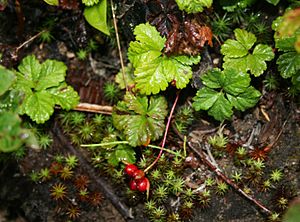 Rubus pedatus 1.jpg