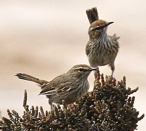 Rufous Fieldwren