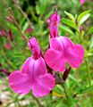 Salvia greggii Coronado Pink 2