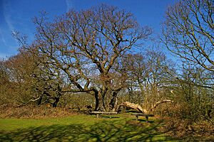 Saxon Shore Seats - geograph.org.uk - 361557
