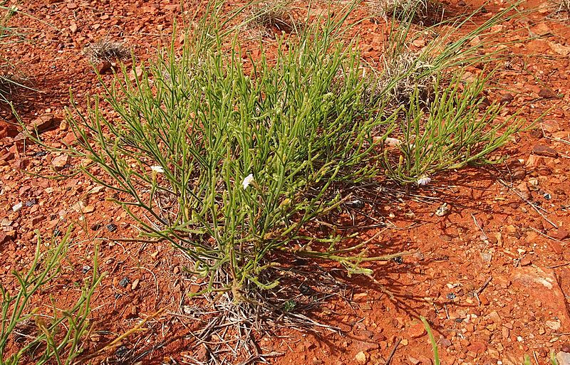 Scaevola basedowii habit