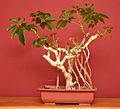 Schefflera bonsai 2 (1)