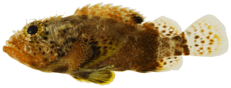 Scorpaenodes caribbaeus - pone.0010676.g044