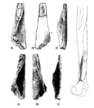Sinanthropus Humerus I