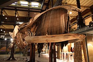 Squelette de baleine australe