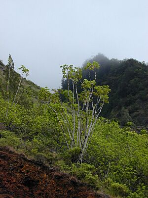 Starr 010820-0040 Schefflera actinophylla