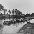 StateLibQld 1 391949 Bullock team crossing the Brisbane River, Fernvale, 1914