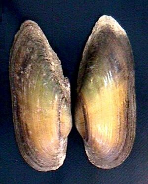 Tamsiella tamsiana 000