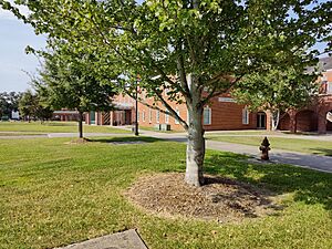 Tree at UL Quad 2022